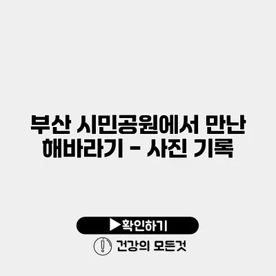 부산 시민공원에서 만난 해바라기 - 사진 기록
